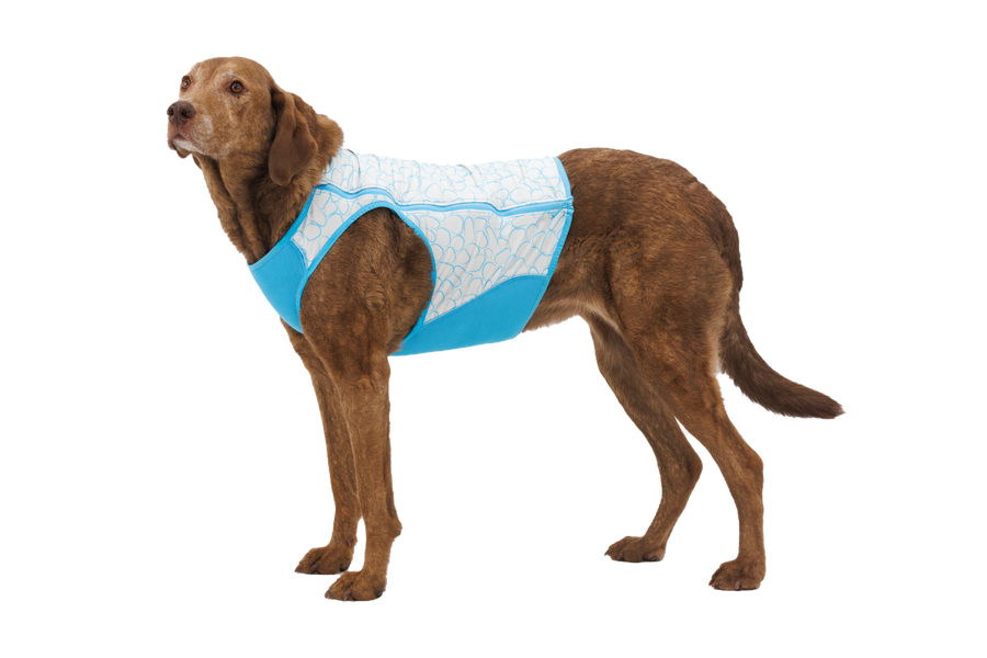 CompressedPNG-05452_Swamp-Cooler-Zip_Biolumin-Blue_On-Dog_STUDIO.png